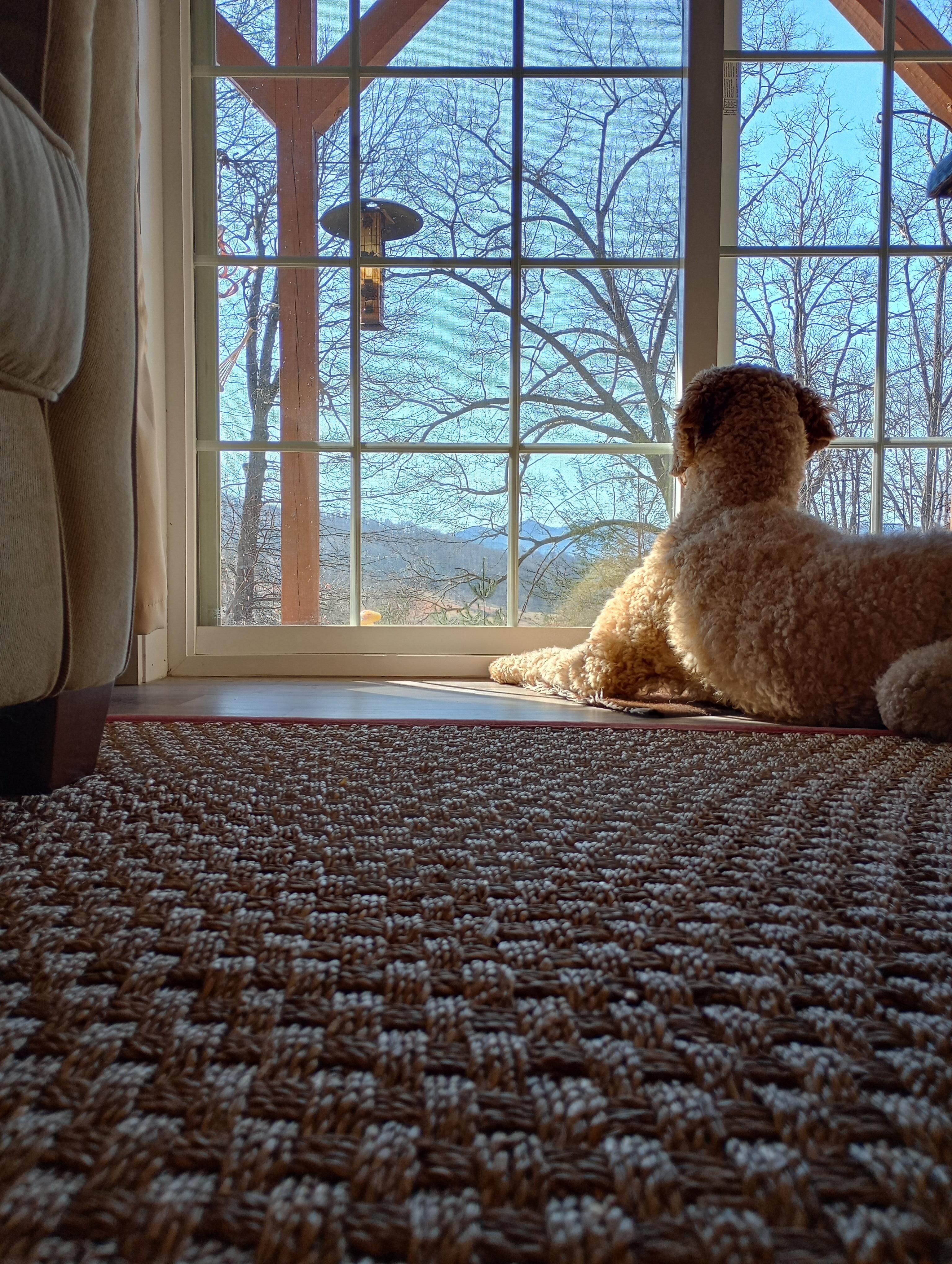 Our doodle loved to sit by the patio door and watch the birds. 