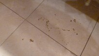 Gross brown spots on floor.