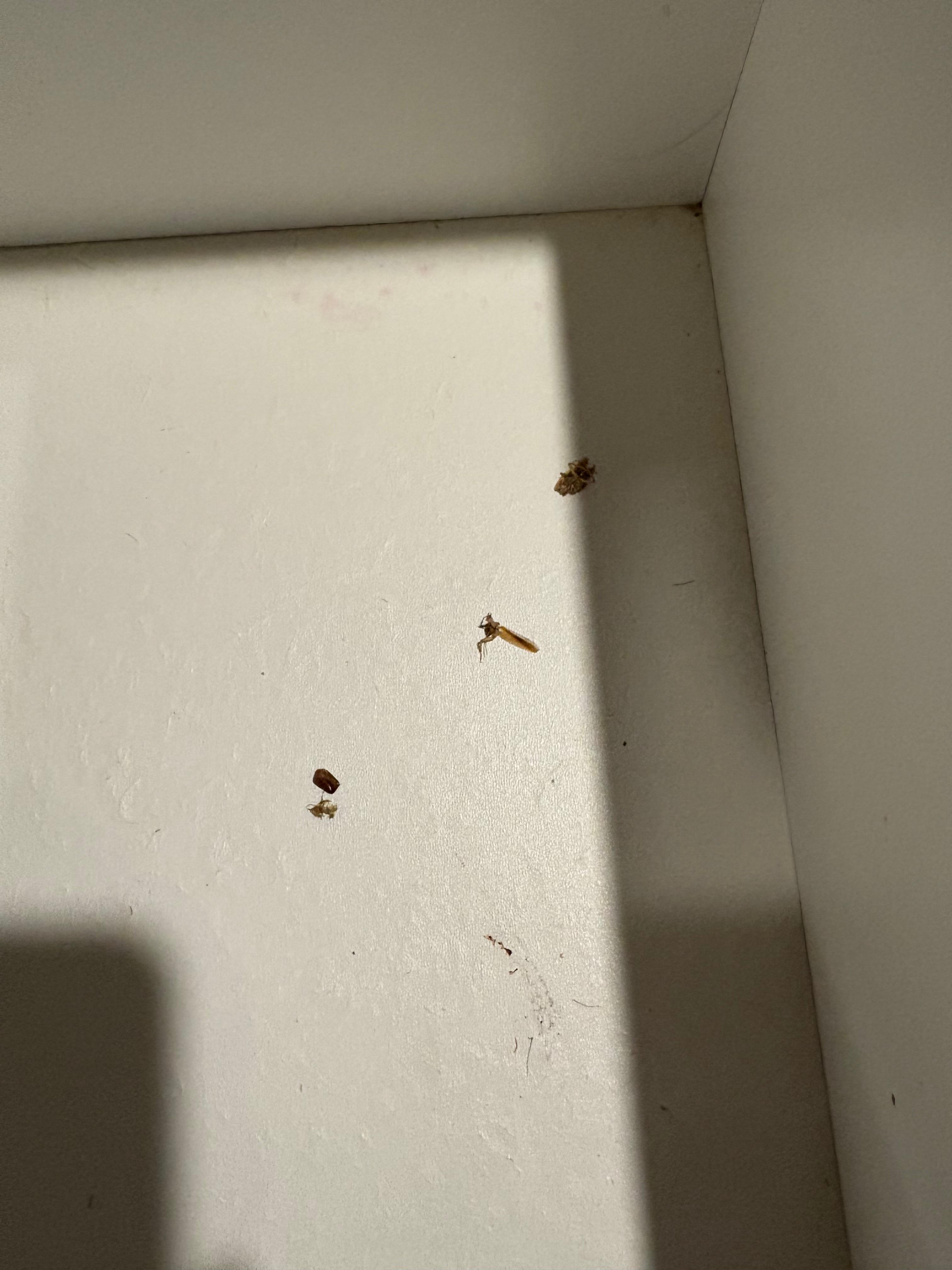 Room #2 bugs

Note staff changed room #1 b/c it was filthy 