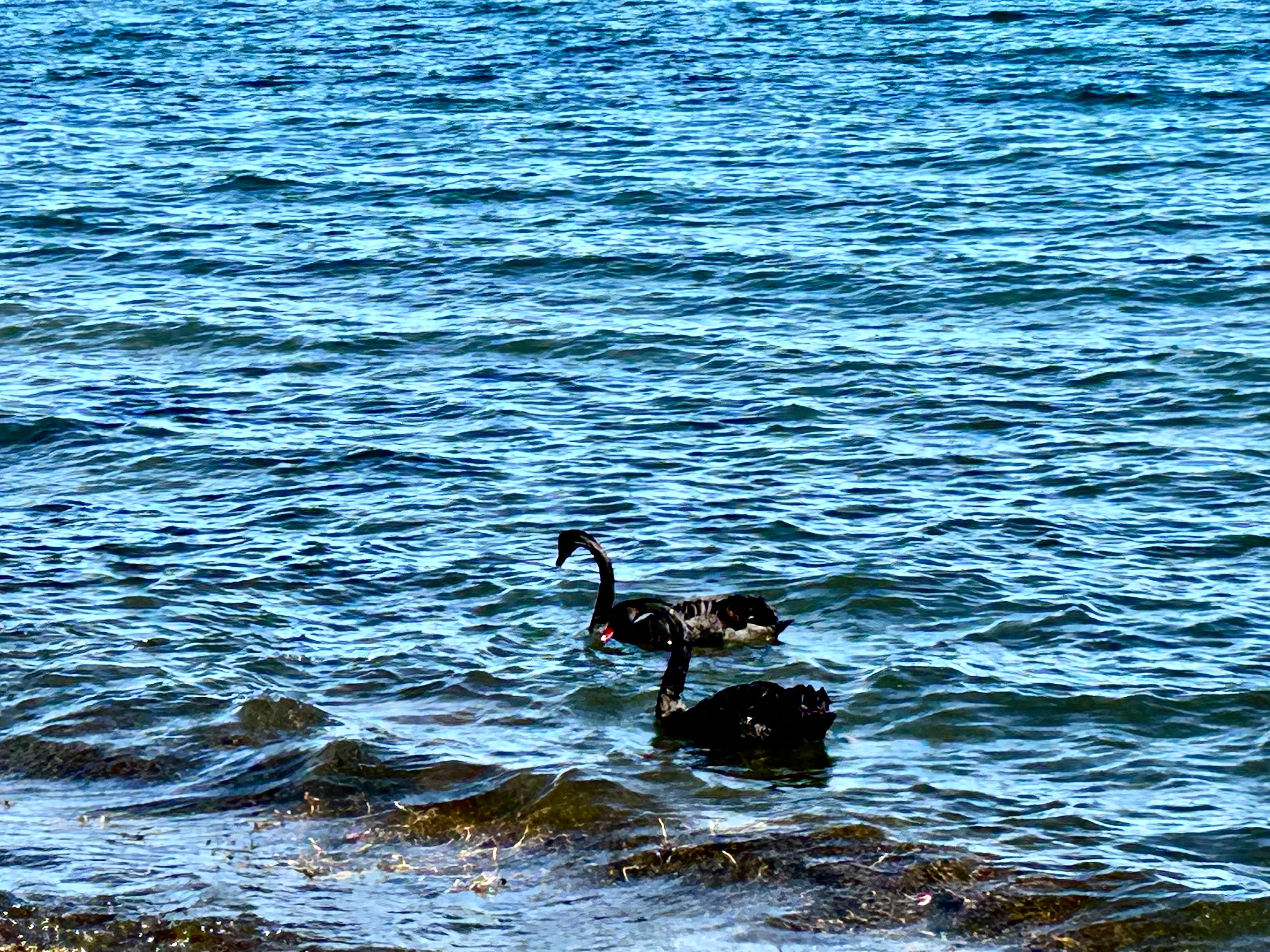 Black swans in Lake Taupo, walking trail along the lake! 