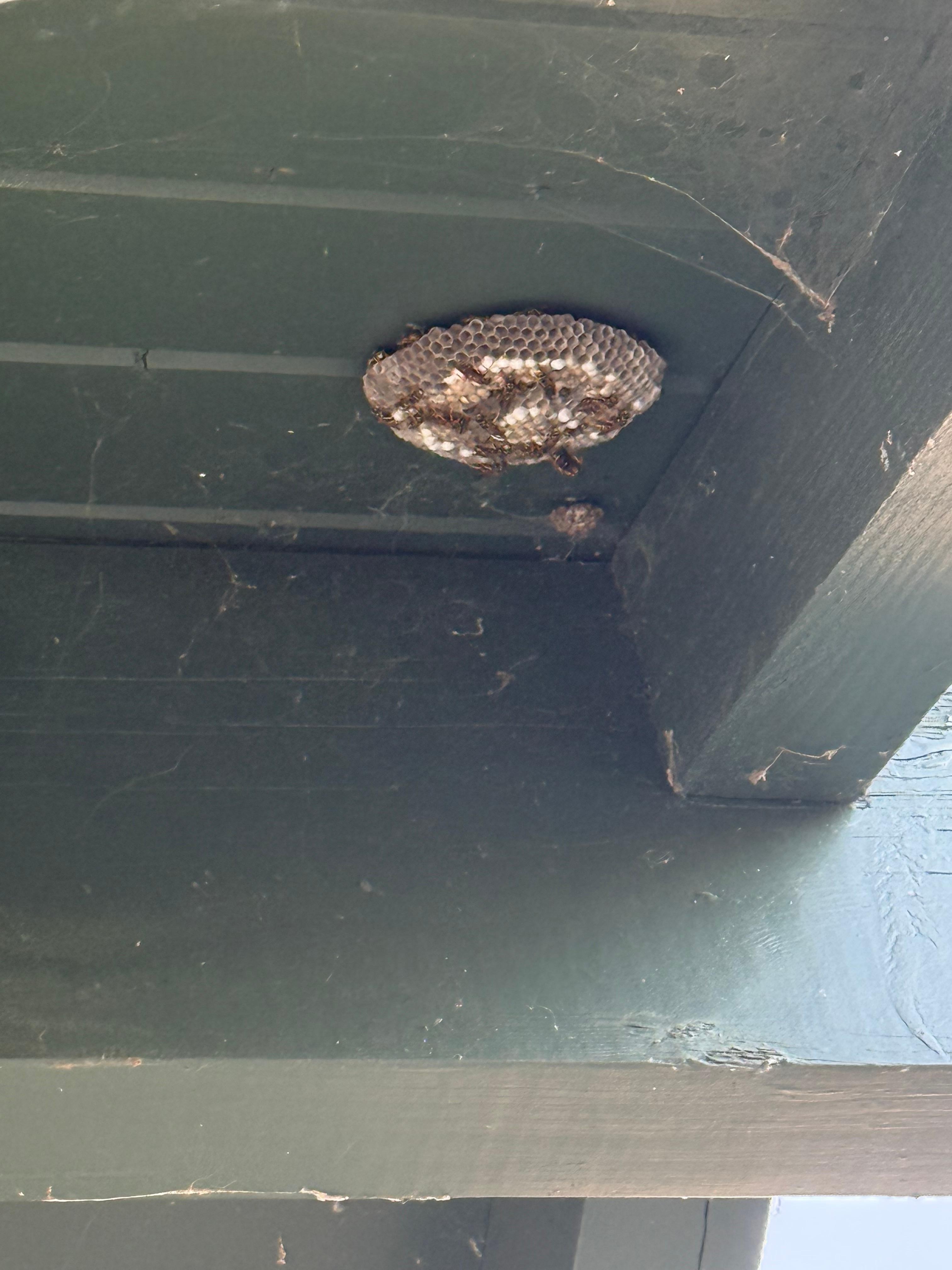 Wasp nest outside main backyard porch 