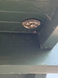 Wasp nest outside main backyard porch