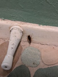 Roaches were everywhere in the kitchen. Especially dishwasher and on countertops at night.