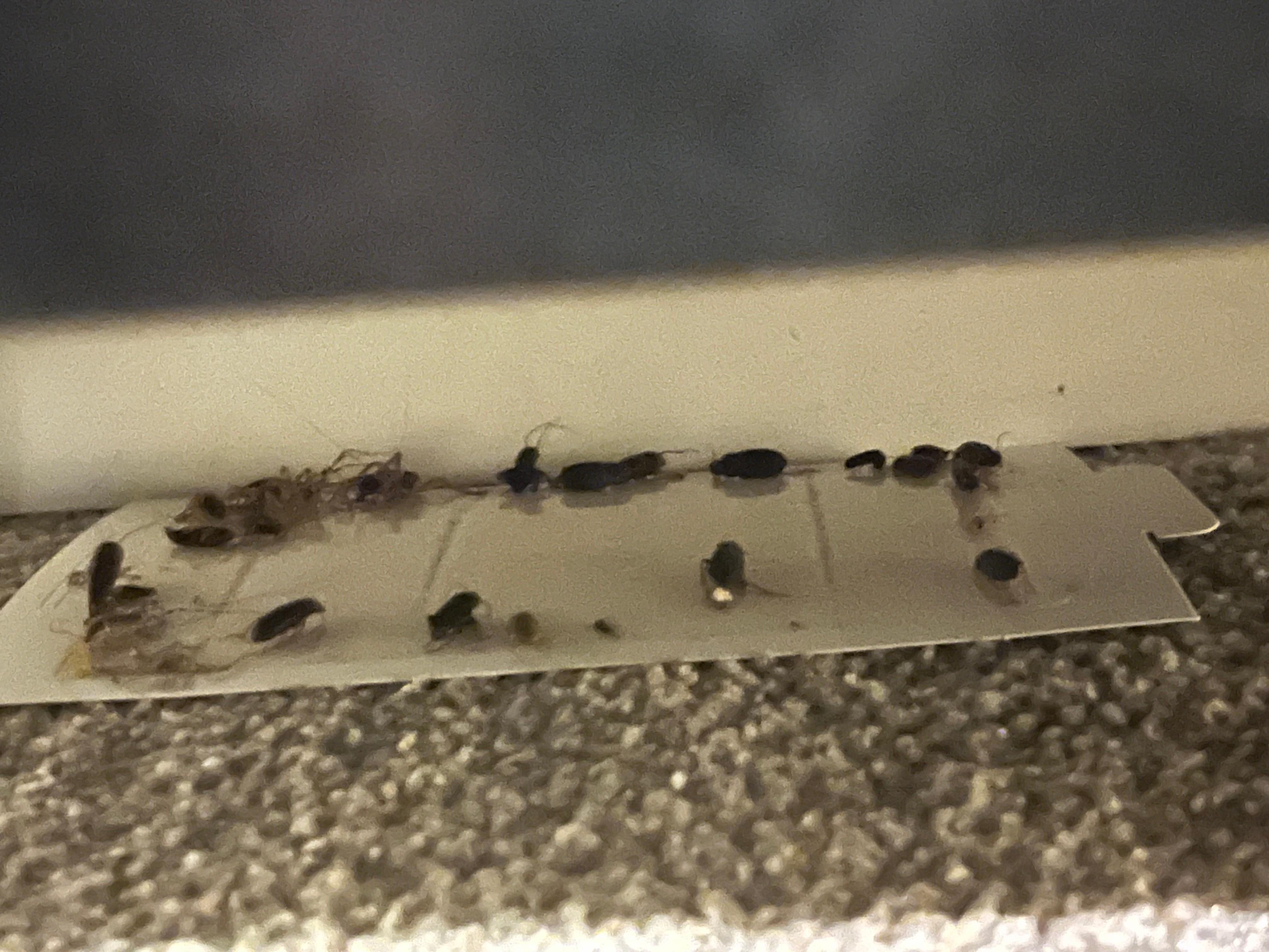 Dead roaches on sticky trap under bookshelf in basement family room 