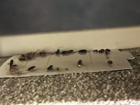 Dead roaches on sticky trap under bookshelf in basement family room