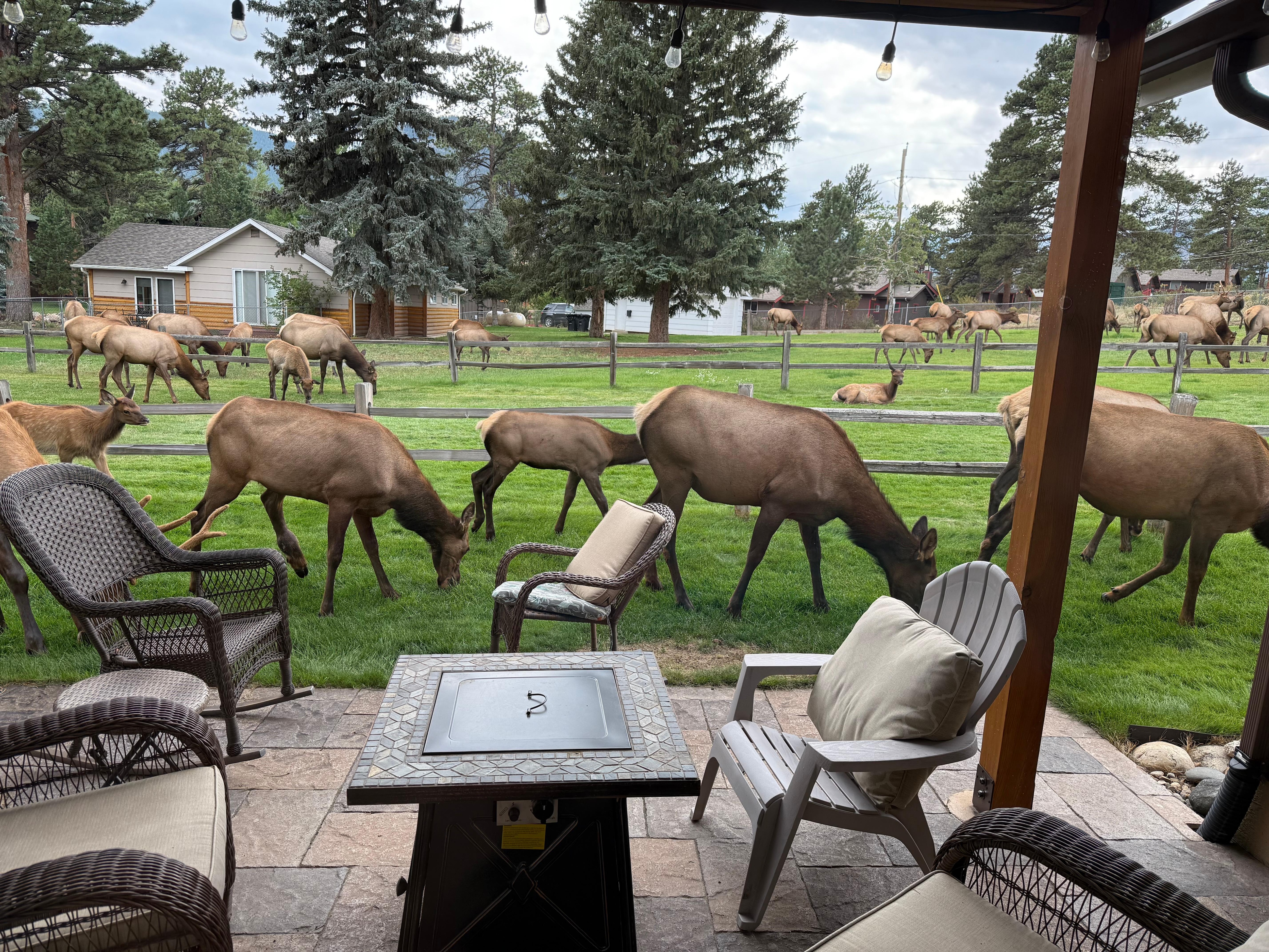 The Elk just strolling by the master bedroom. 