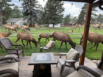 The Elk just strolling by the master bedroom.