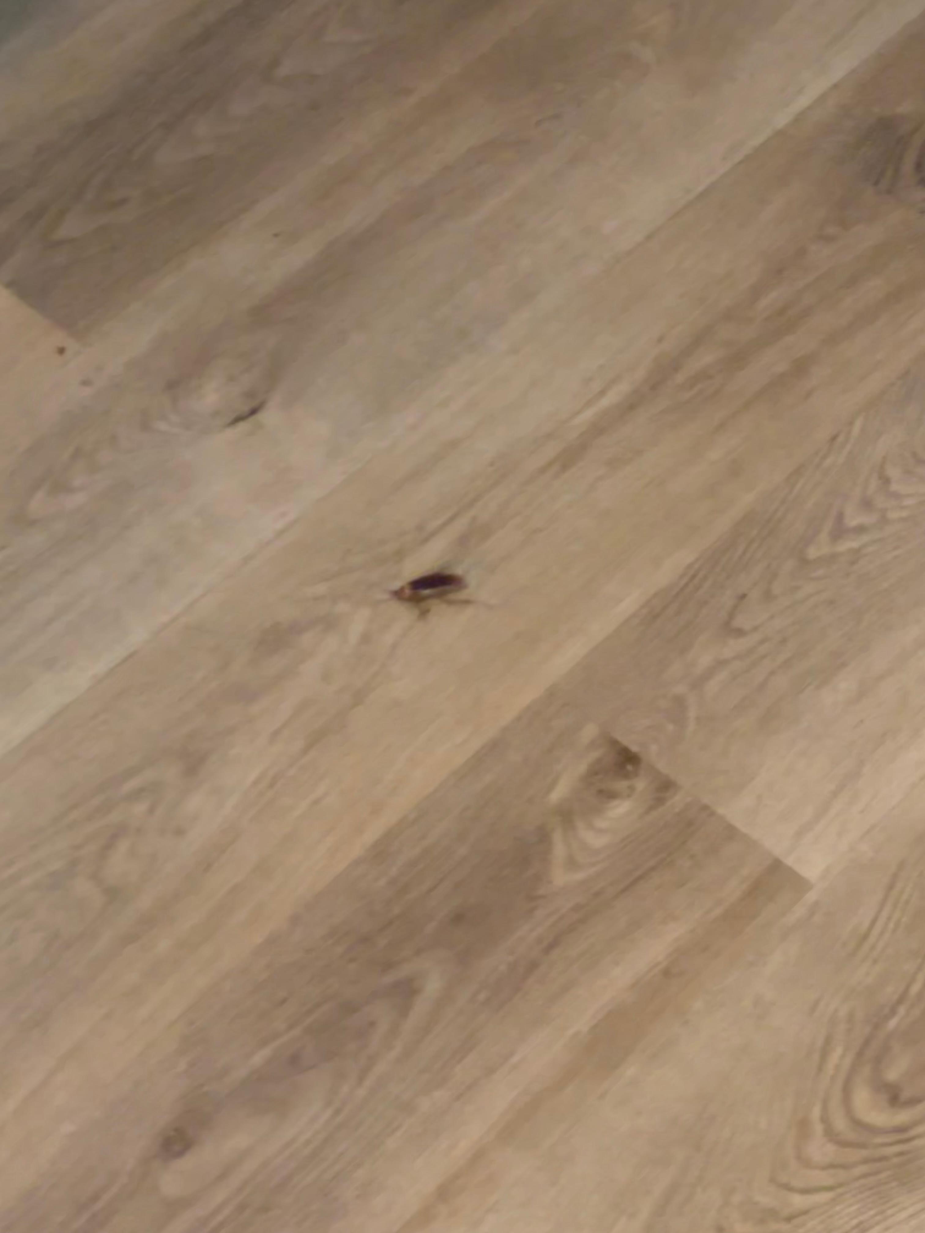 The roach just ran across the floor!
