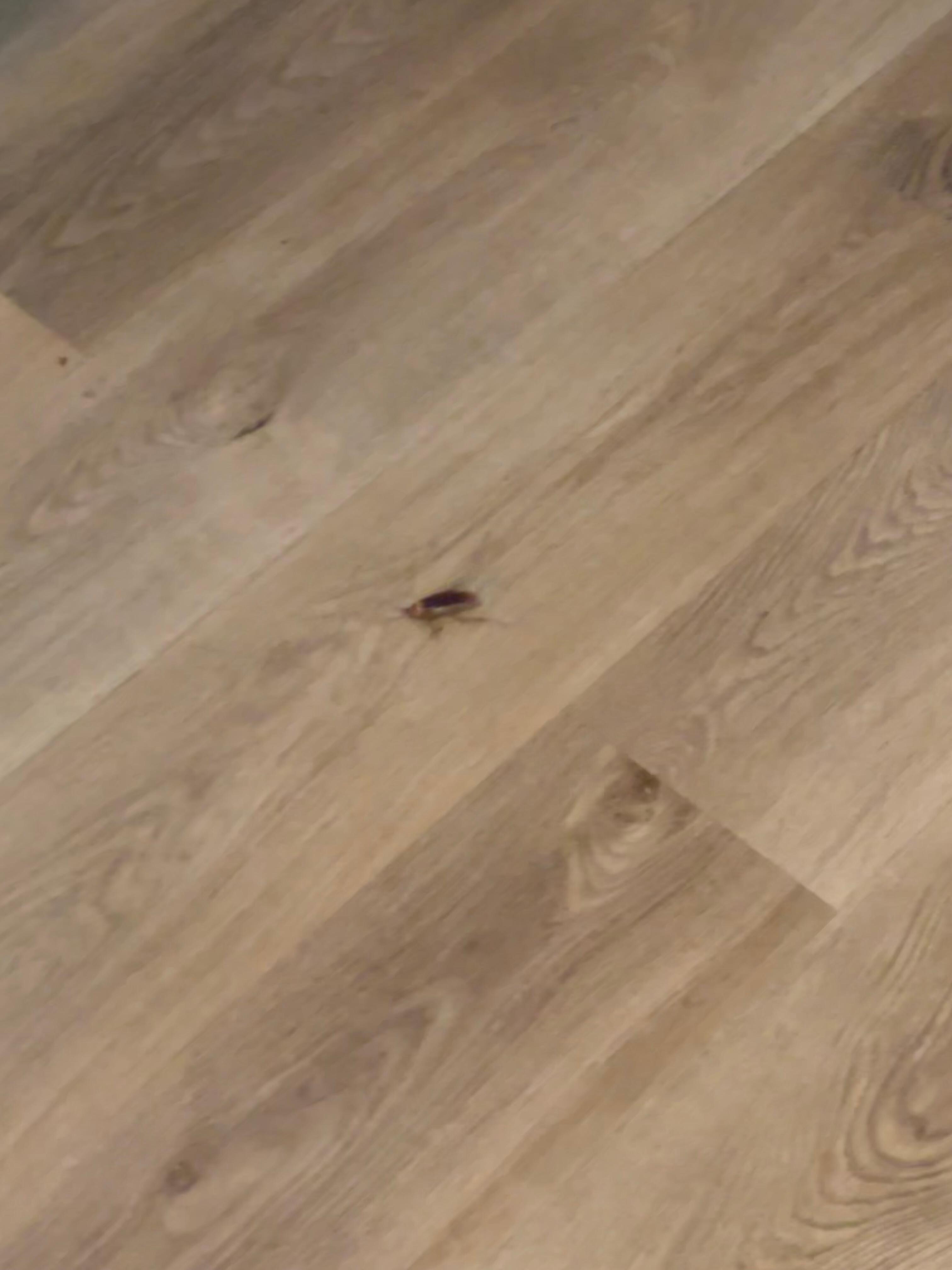 The roach just ran across the floor!