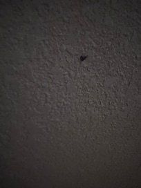 One of many “crusty boogers” on the wall next to the bed.