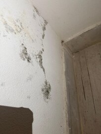 The apartment mold/mildew