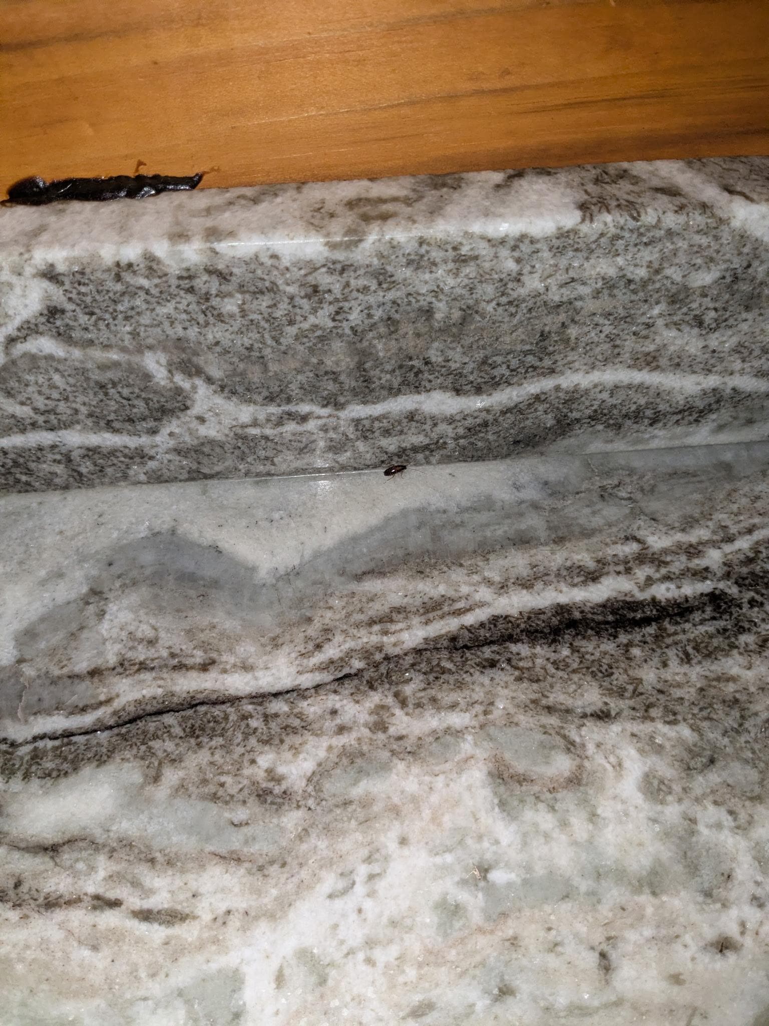 Picture of roach on the kitchen counter.