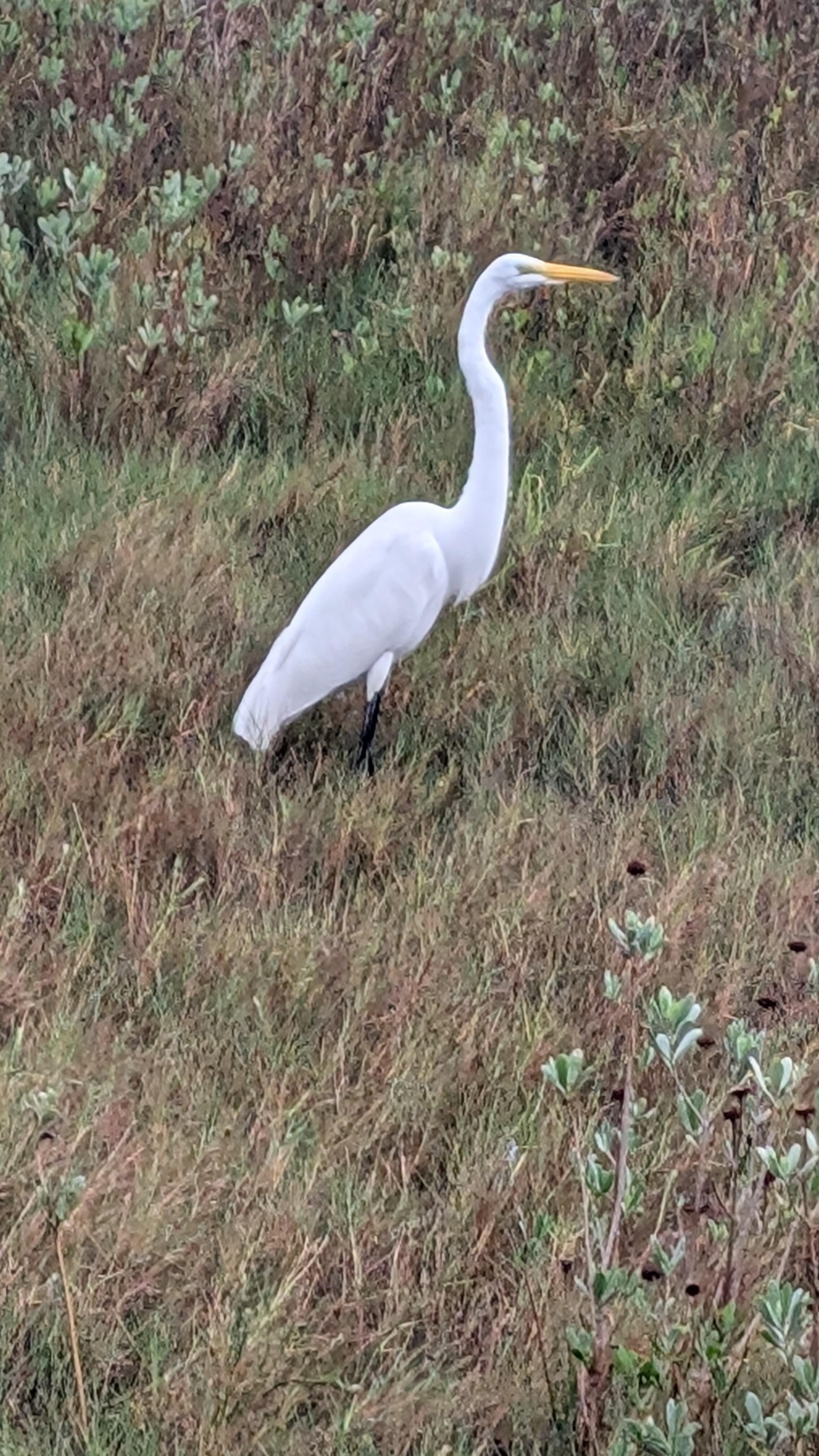 A little friend on our walk.