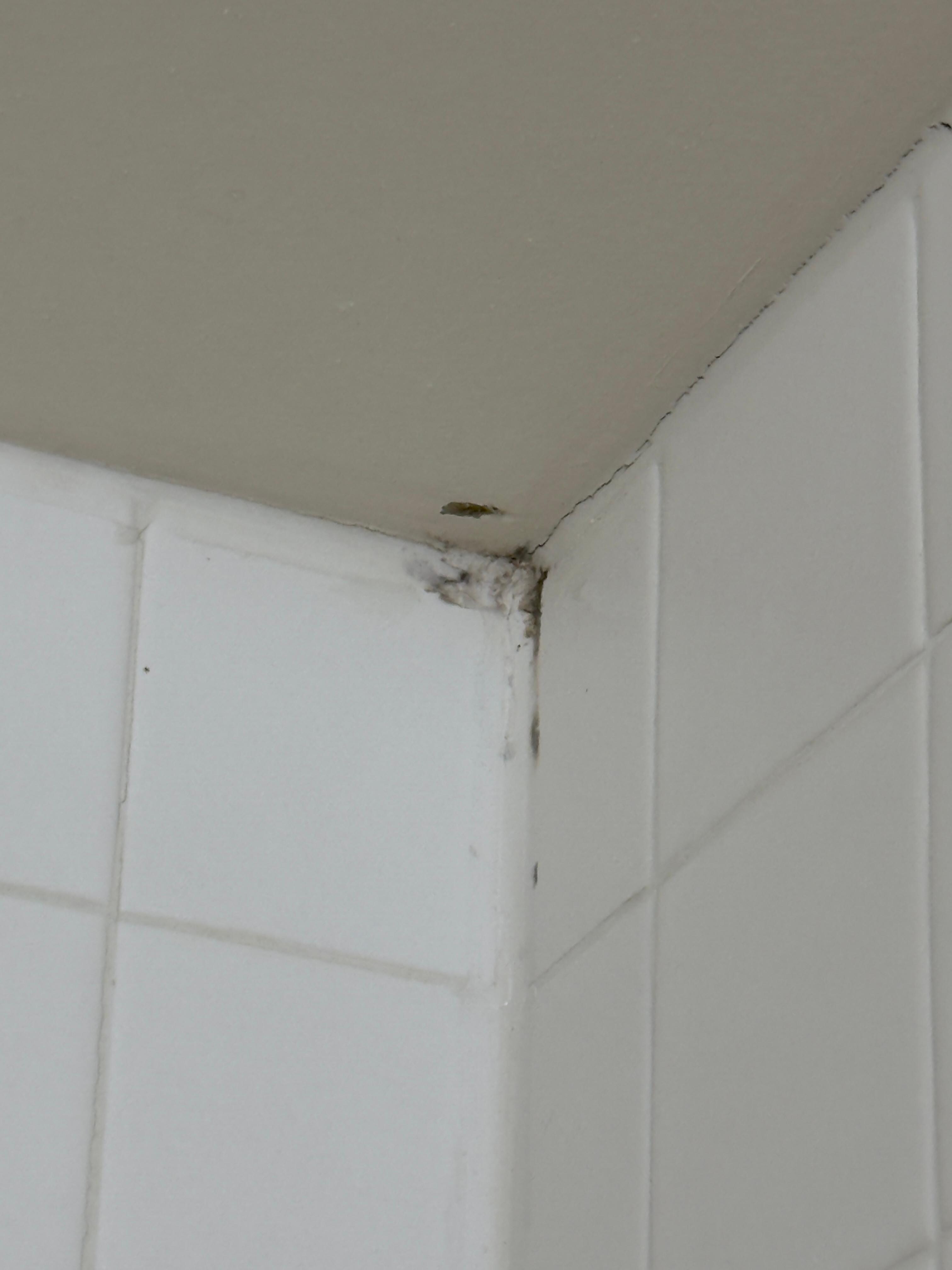 Mold or mildew?