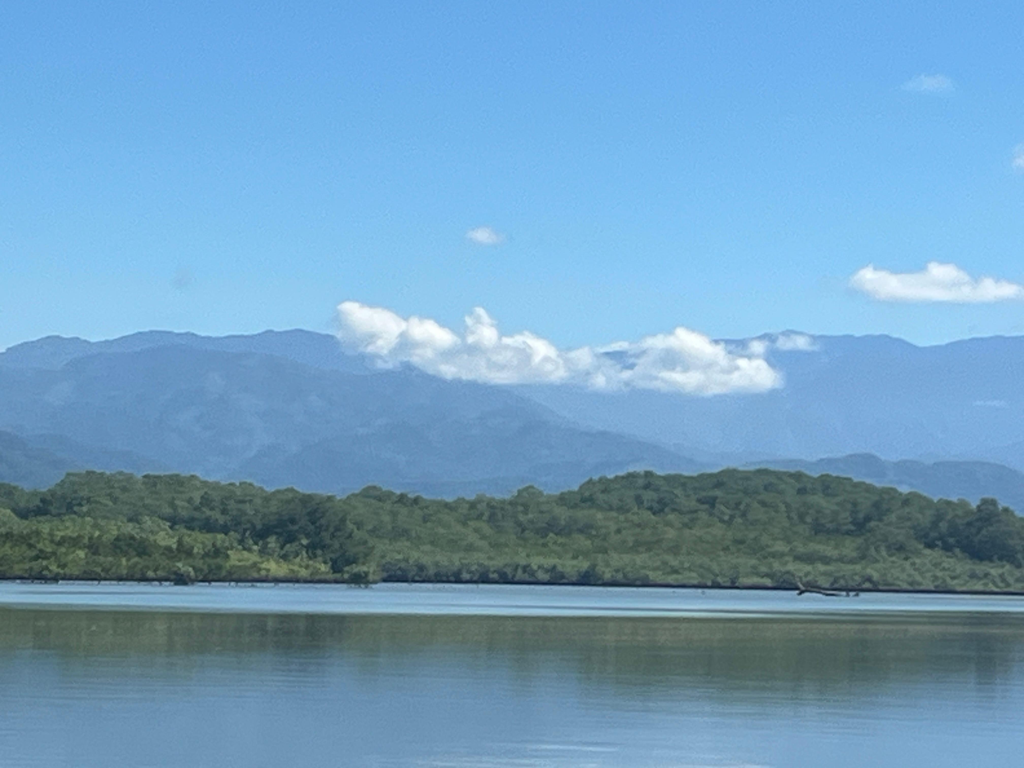 View of the mangroves on back of property