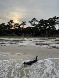Picture of cottage from the beach