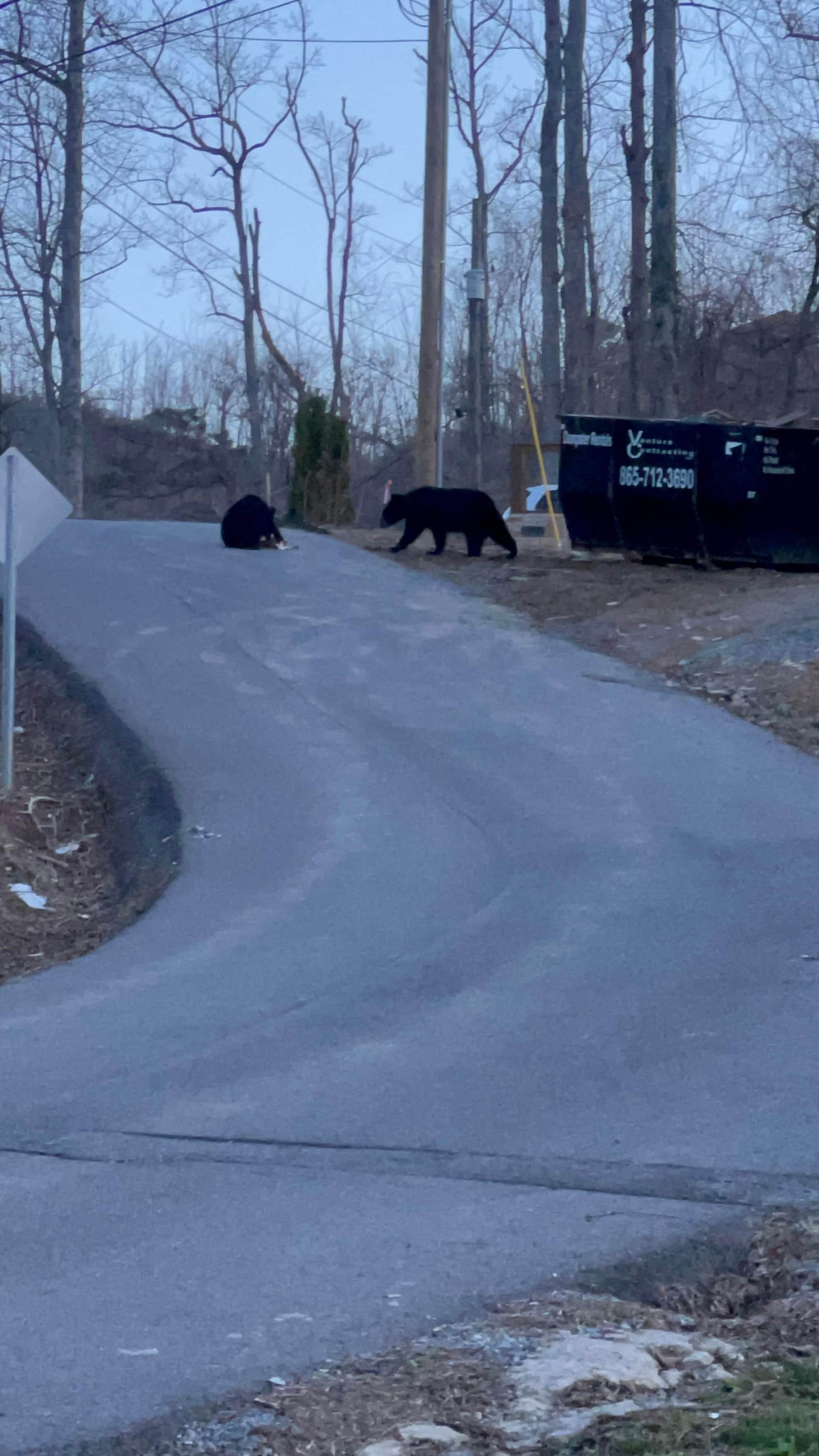Gatlinburg Bears
Original landowners. 