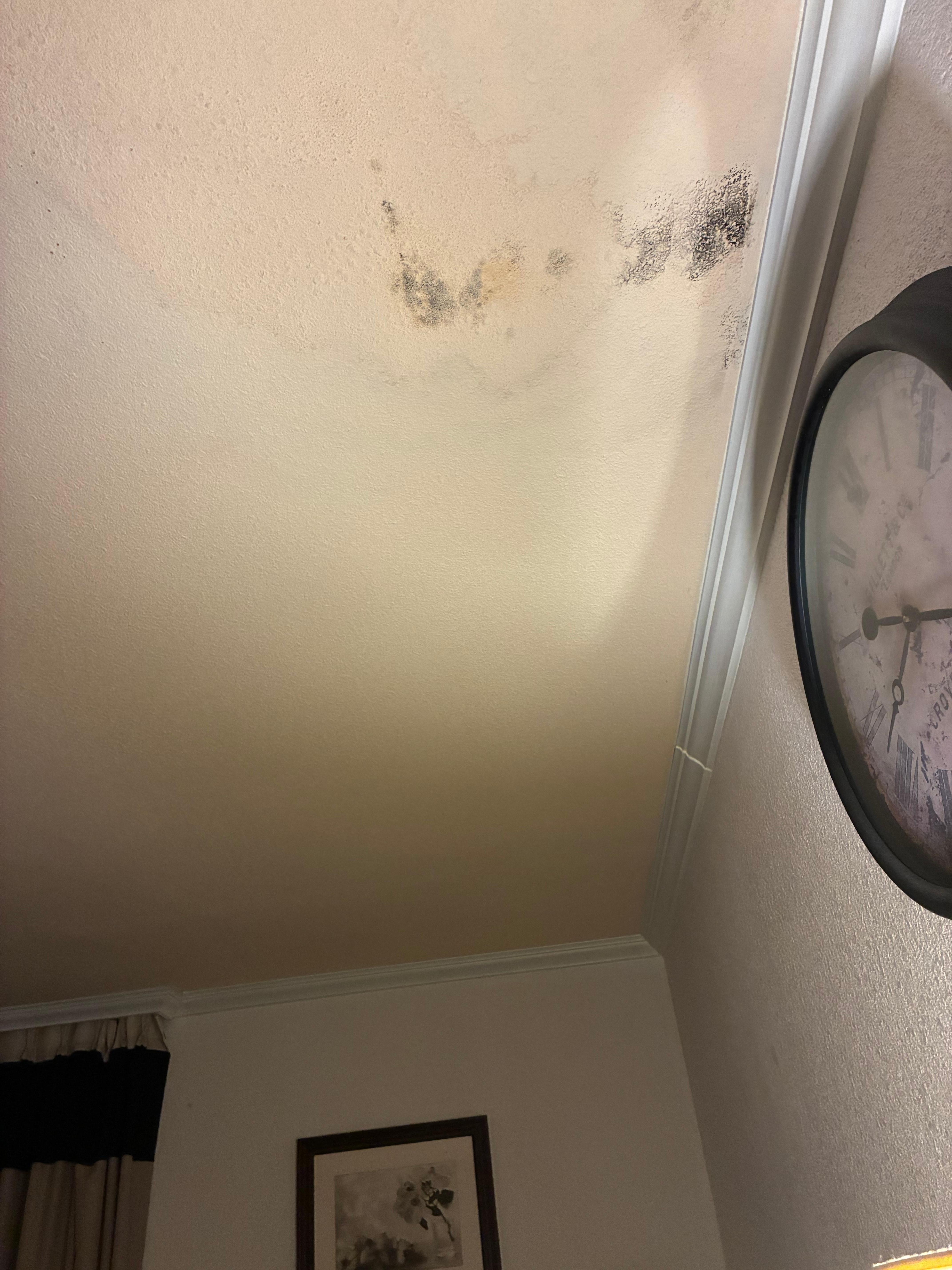 Black mold??? Wall/ceiling peeling