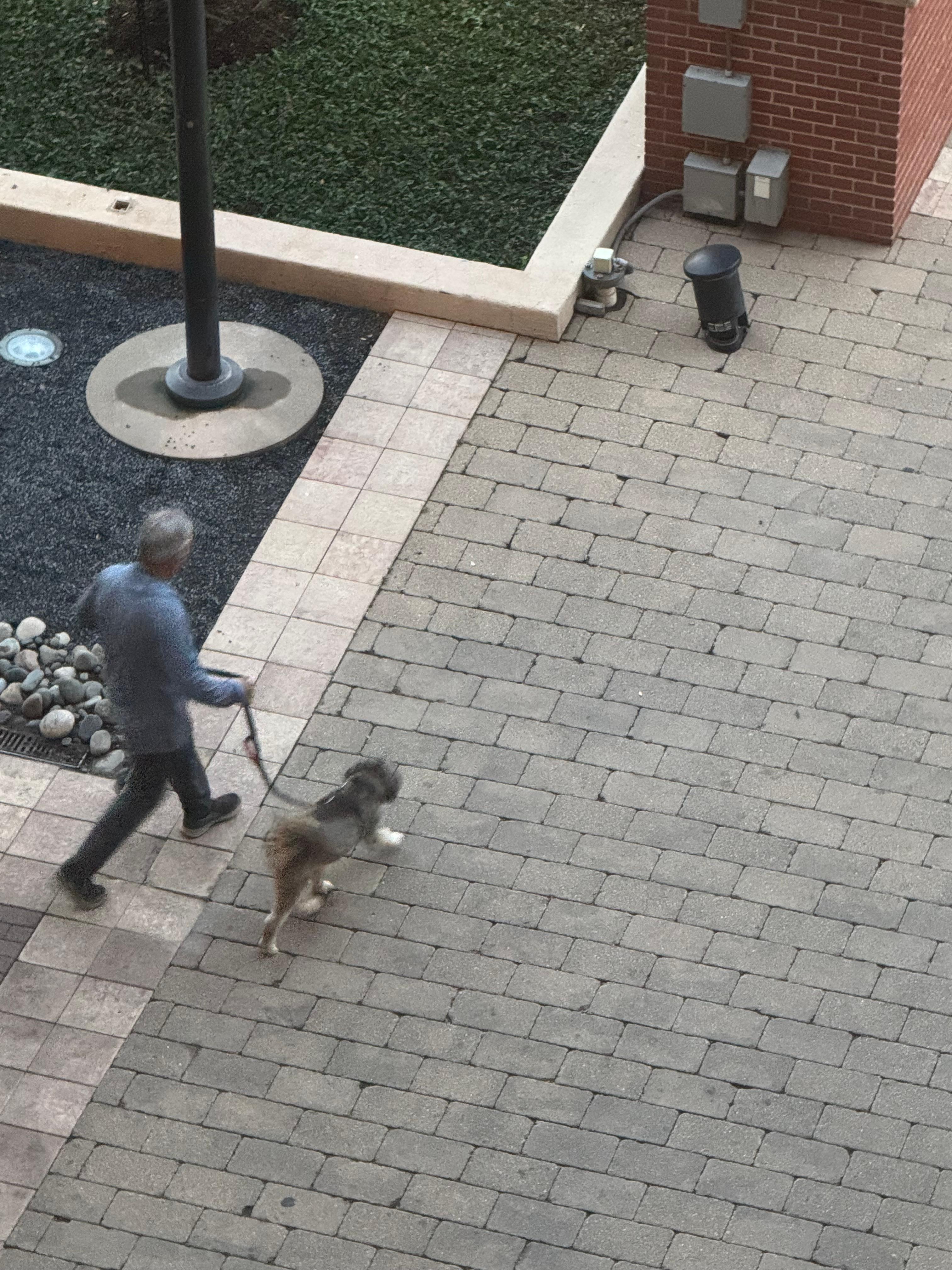 Dog friendly, (kind of). Not a lot of places to walk around this area. 