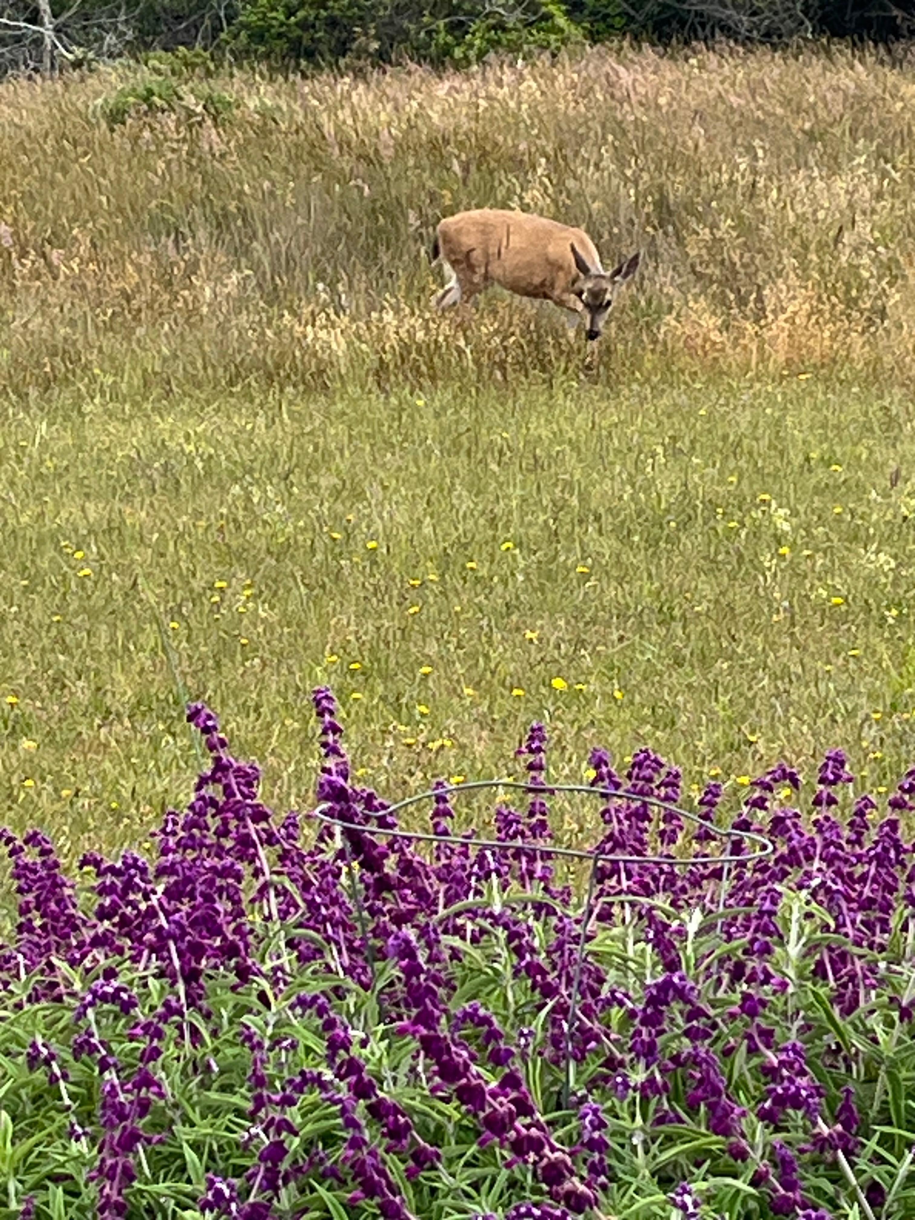 Deer nearby.