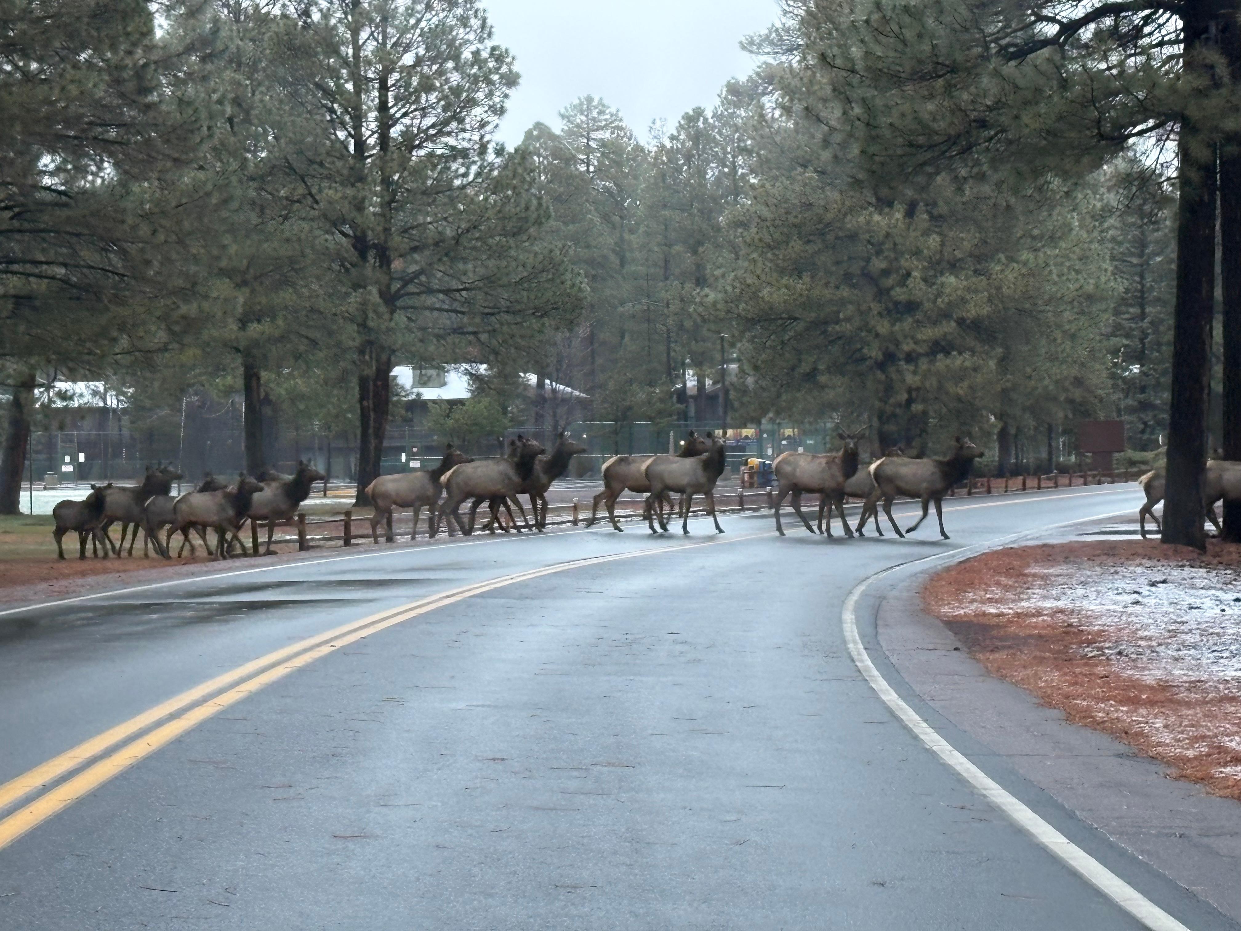 Herd of elk in the neighborhood