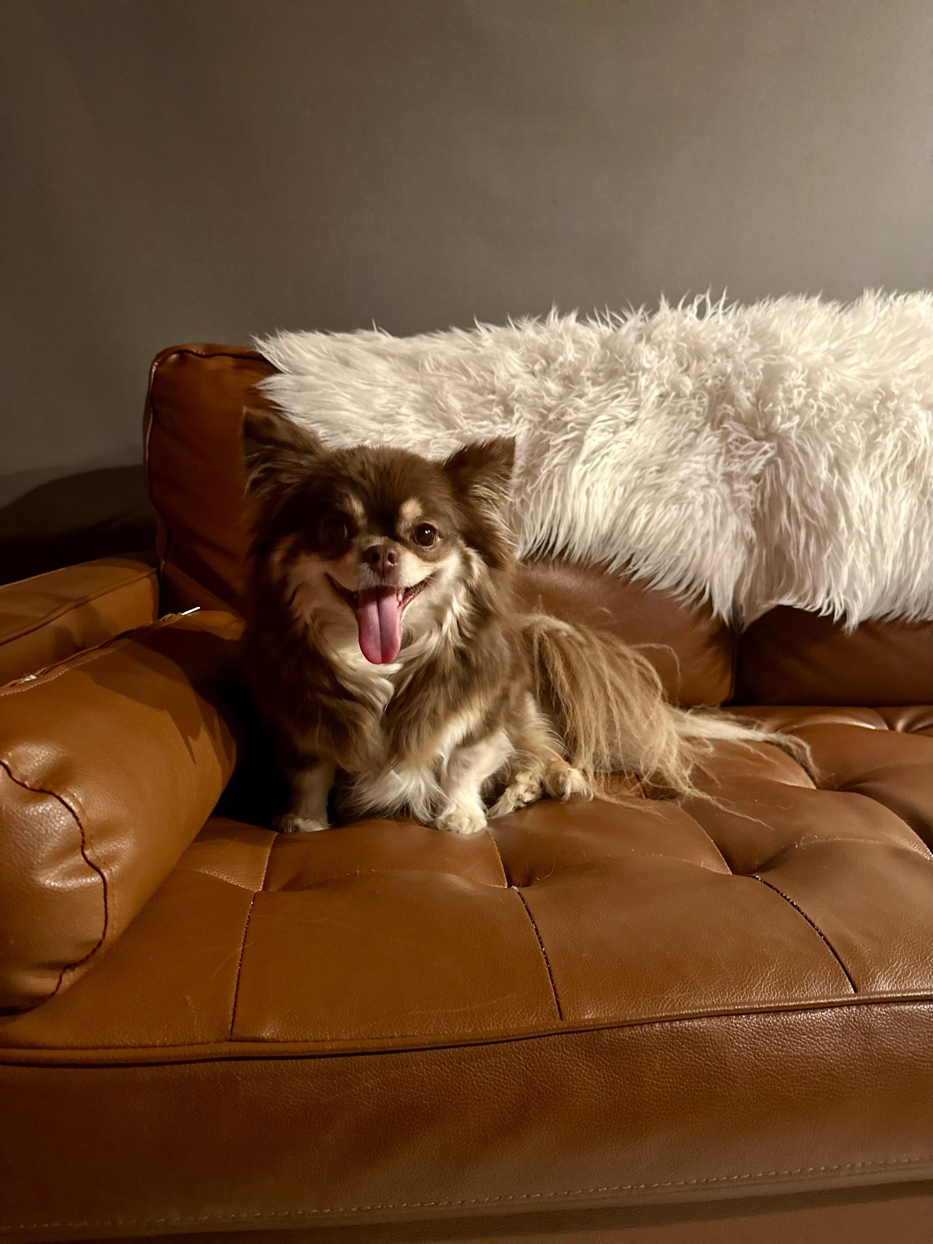 Churro loved the cabin 