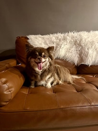 Churro loved the cabin