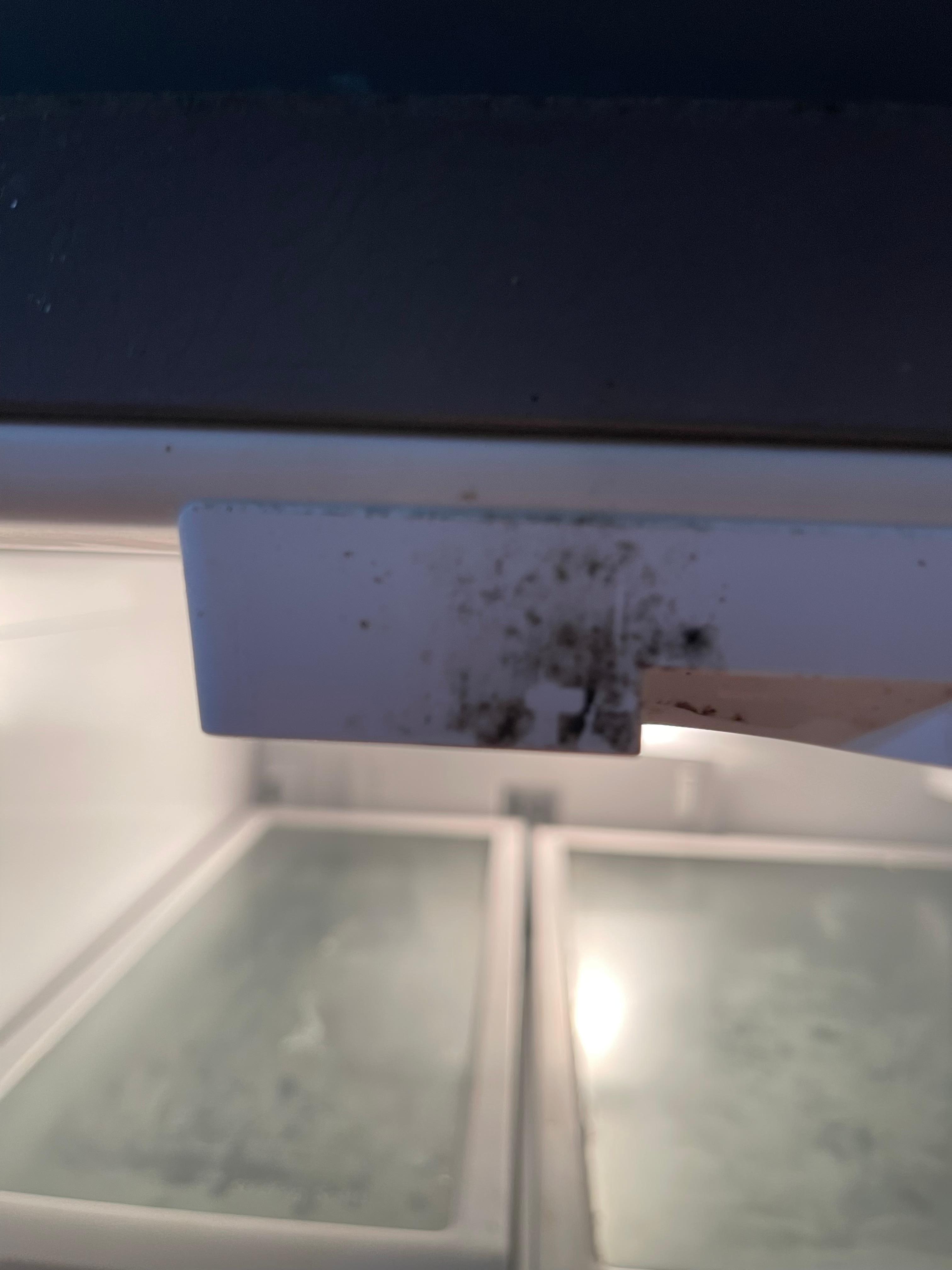Mold in Fridge