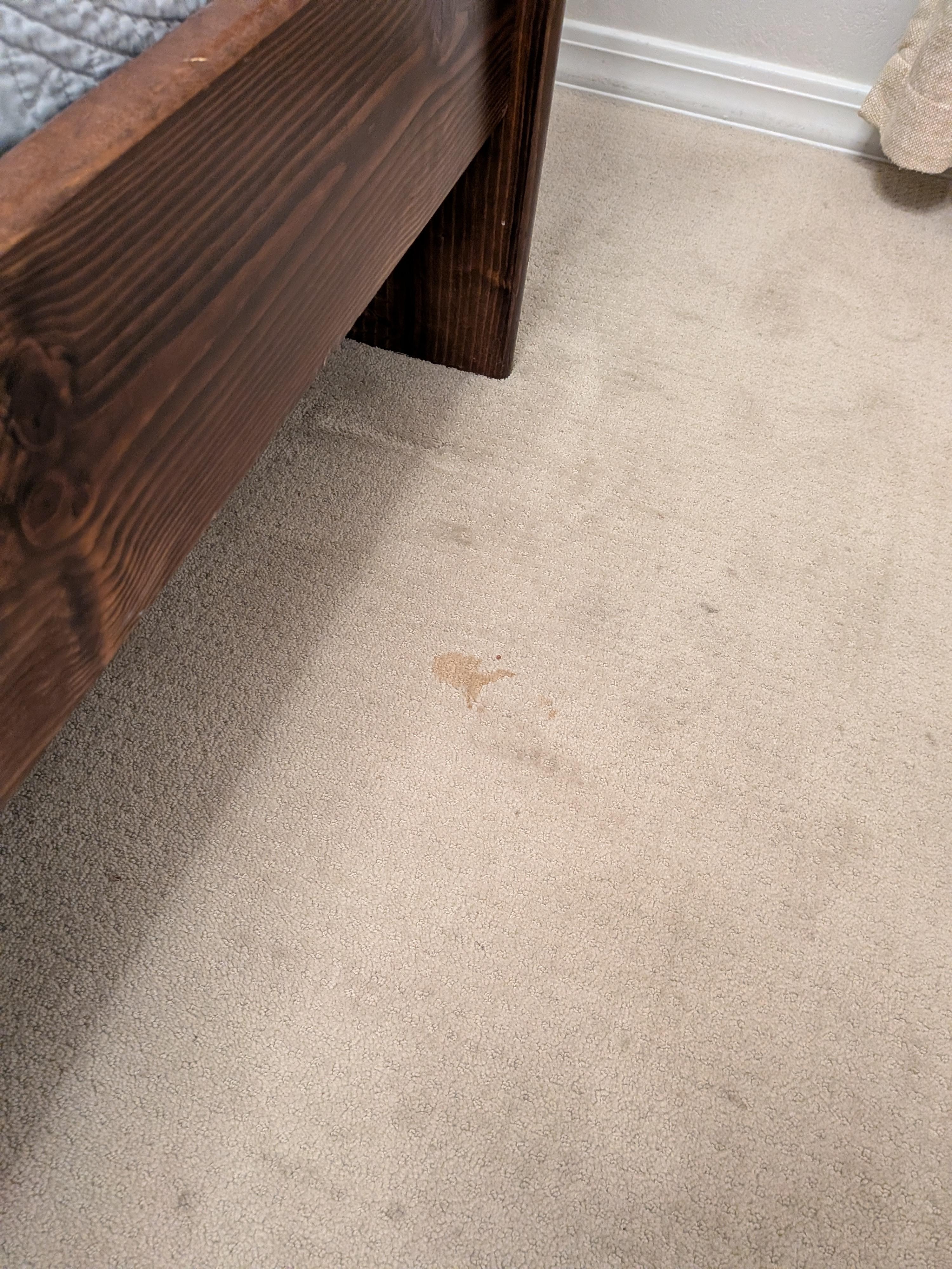 Filthy carpet in Master Bedroom