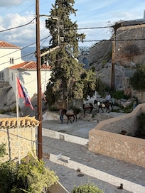View from room of the donkeys coming down for the day.
