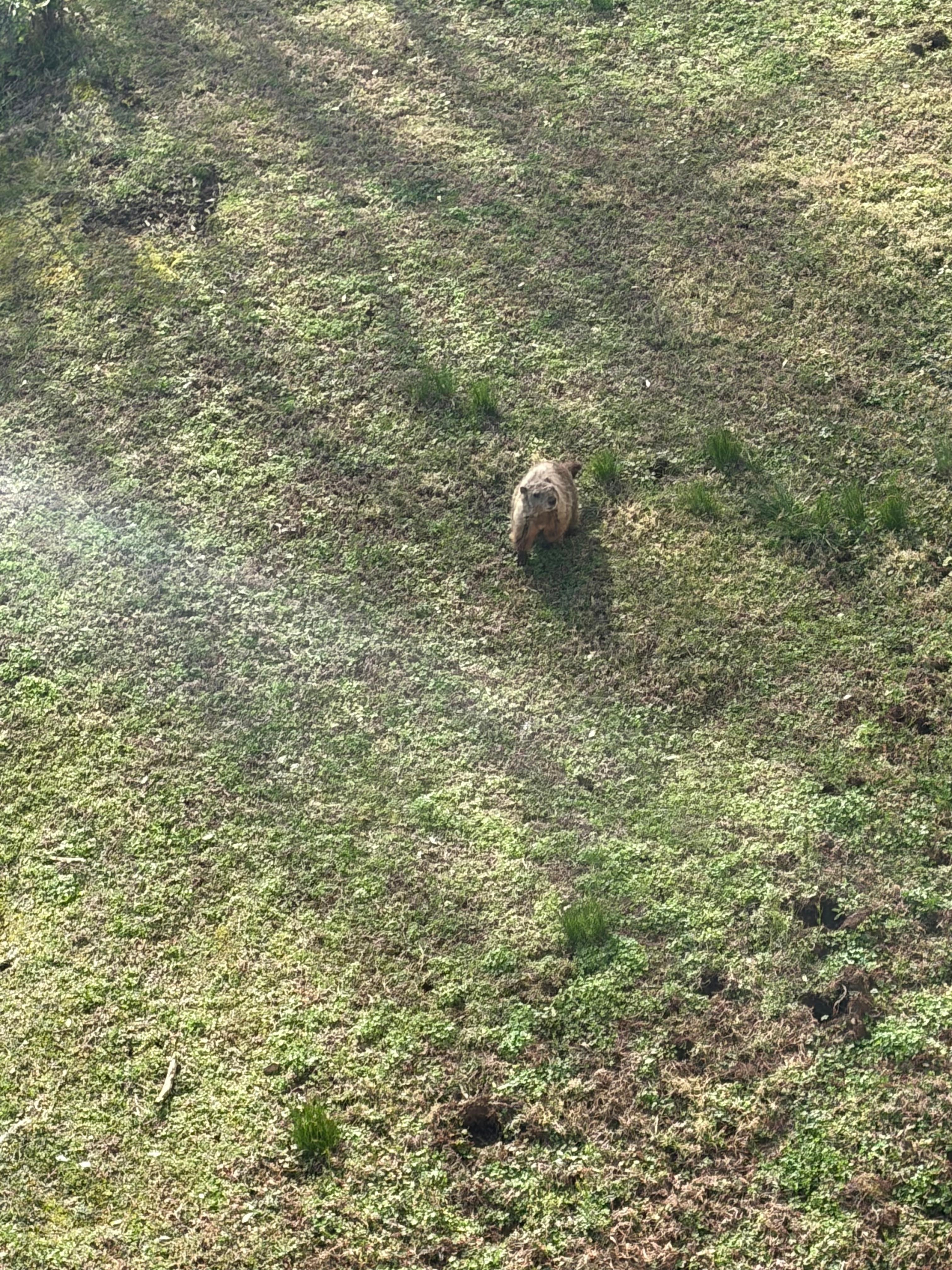 Just a friendly visitor you may see from the balcony!