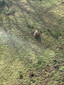 Just a friendly visitor you may see from the balcony!