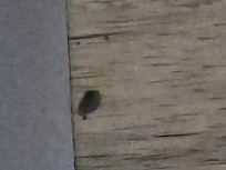 Dead tick