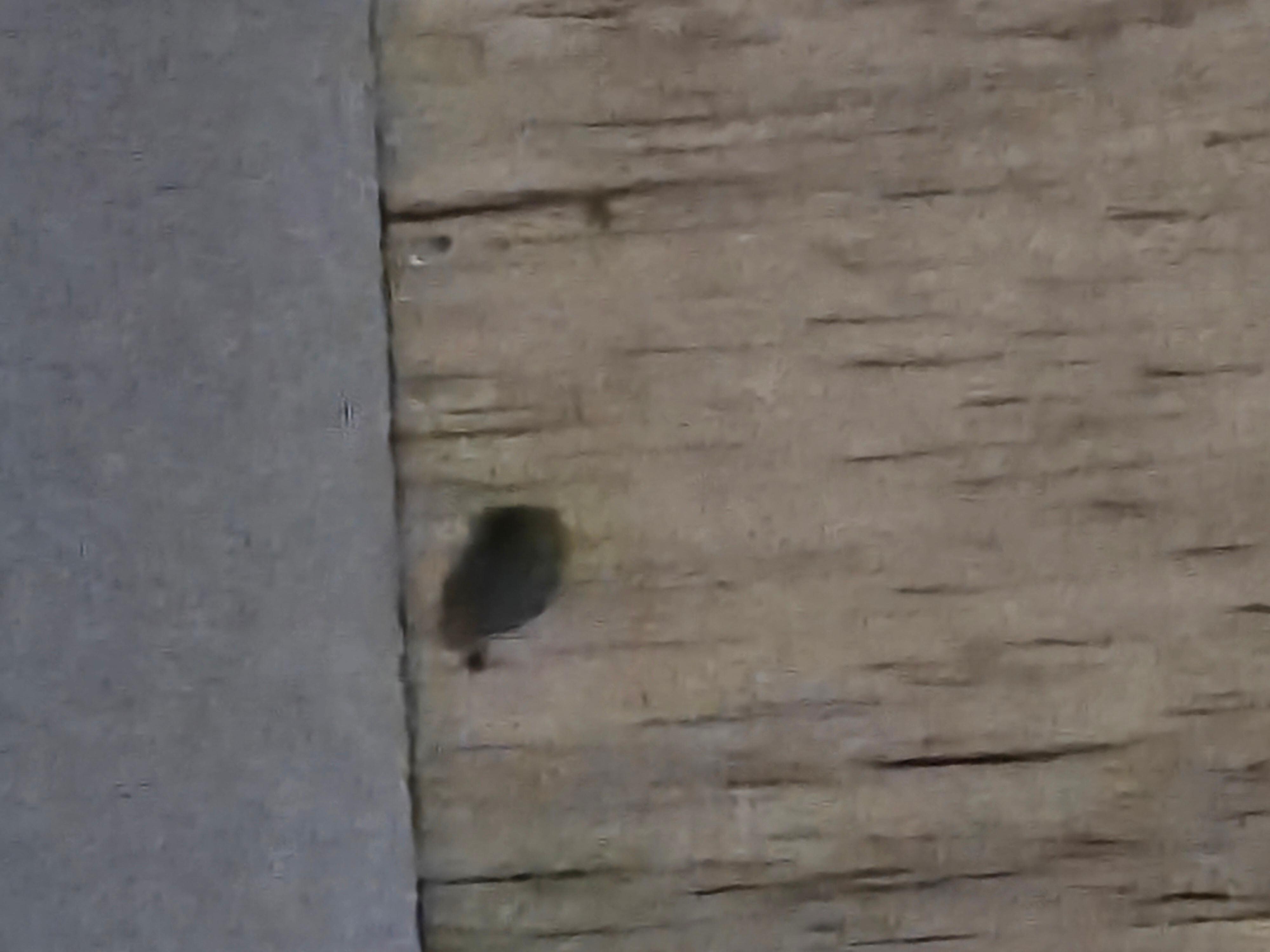 Dead tick