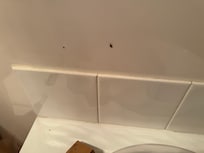 Cockroach in the toilet
