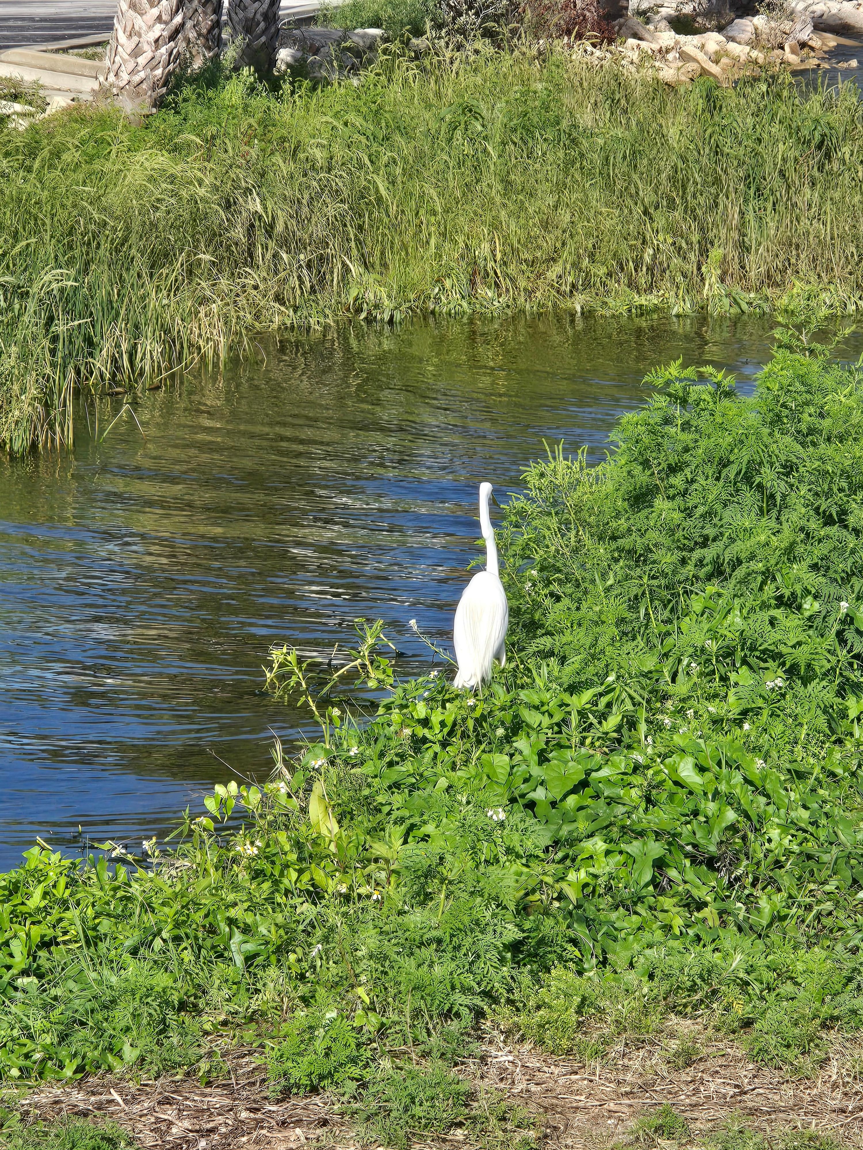 inlet nearby with wildlife