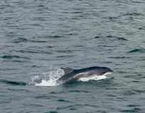 Day trip to Arranmore Island was spectacular!