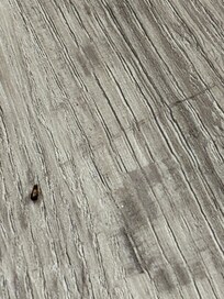 Baby roach