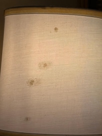 Mold on the lamp shade