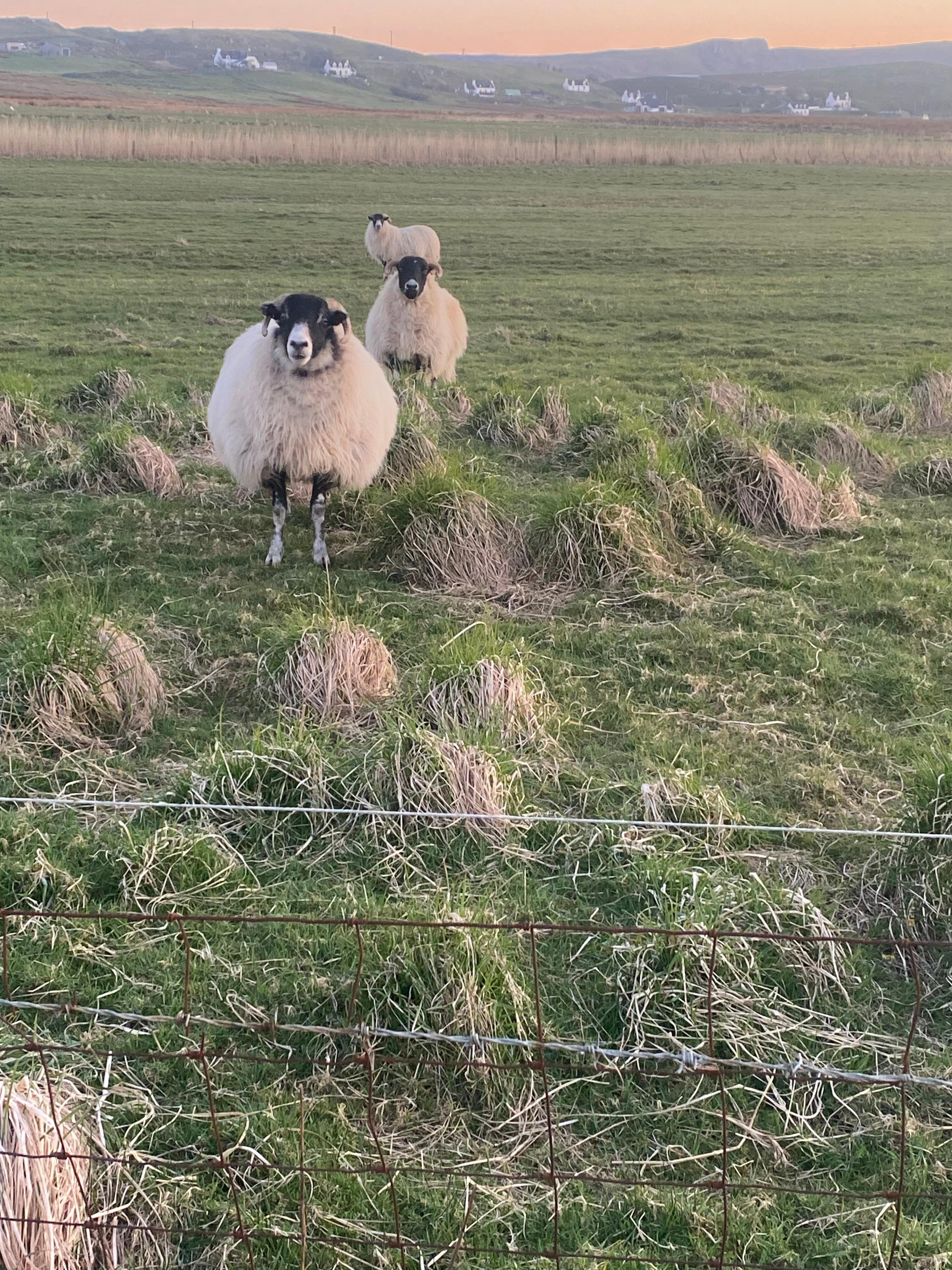 The quietest neighbors 
