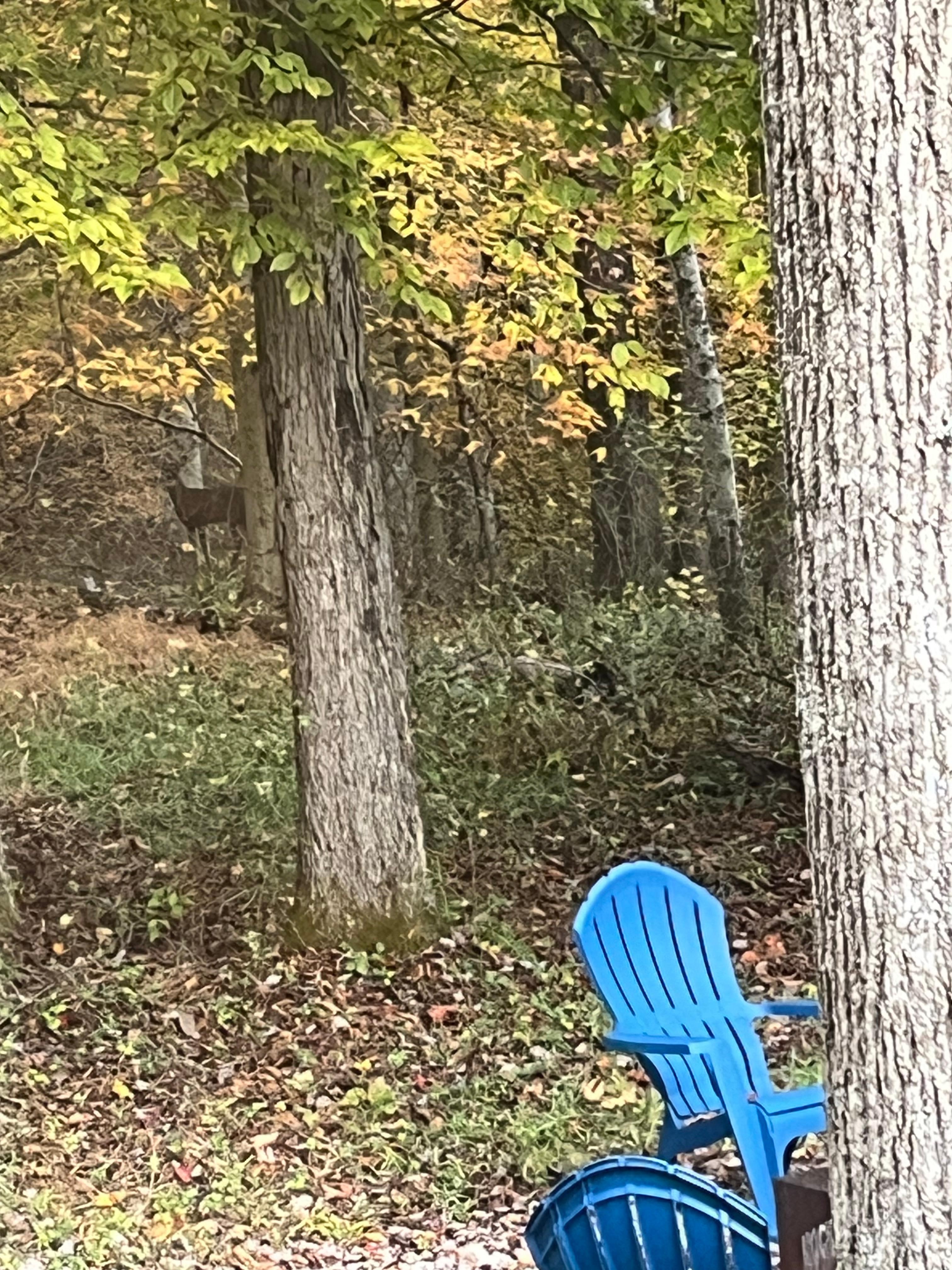 Both evenings we saw a doe. 