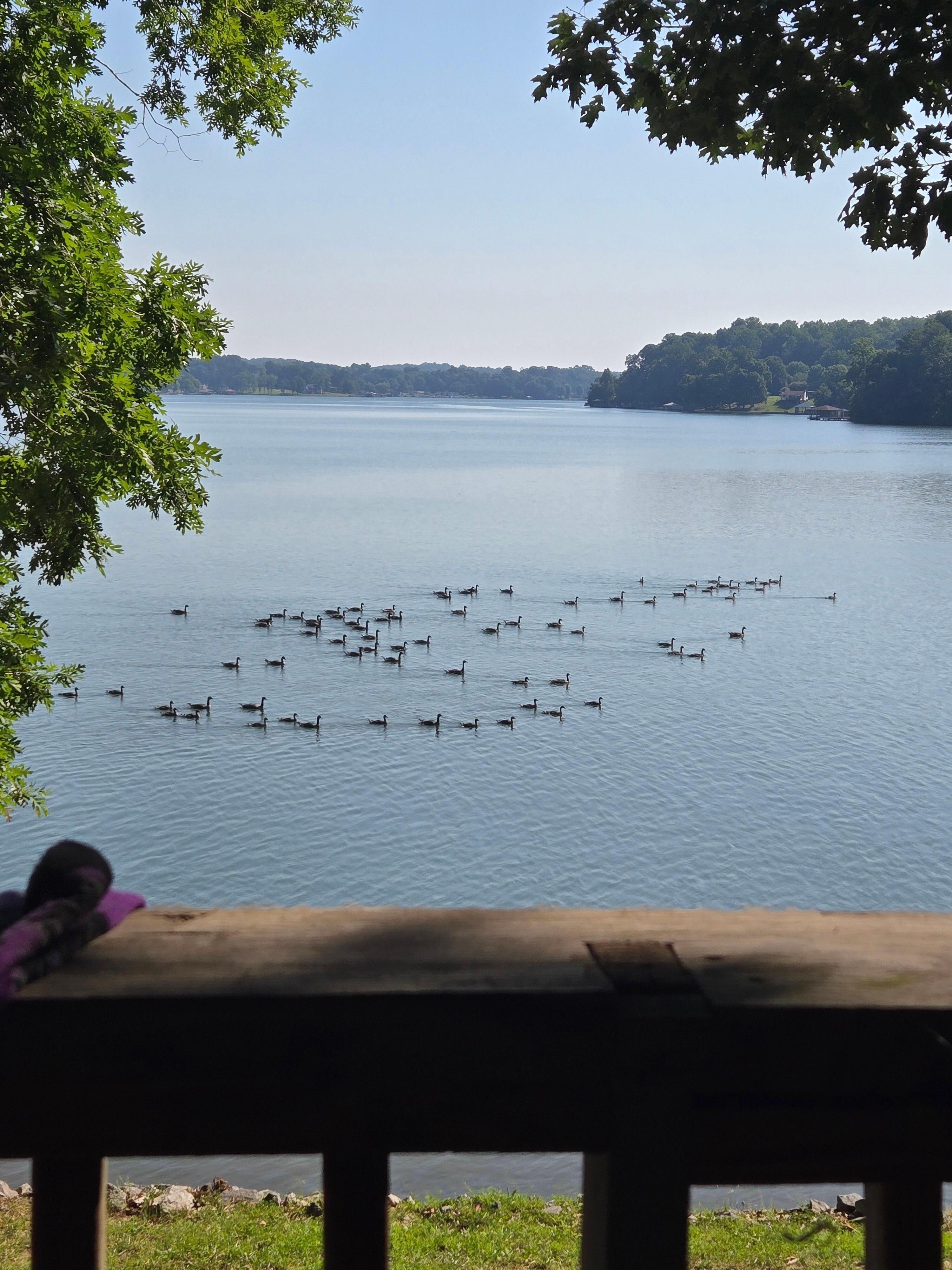 Morning geese while drinking coffee from the back porch. 