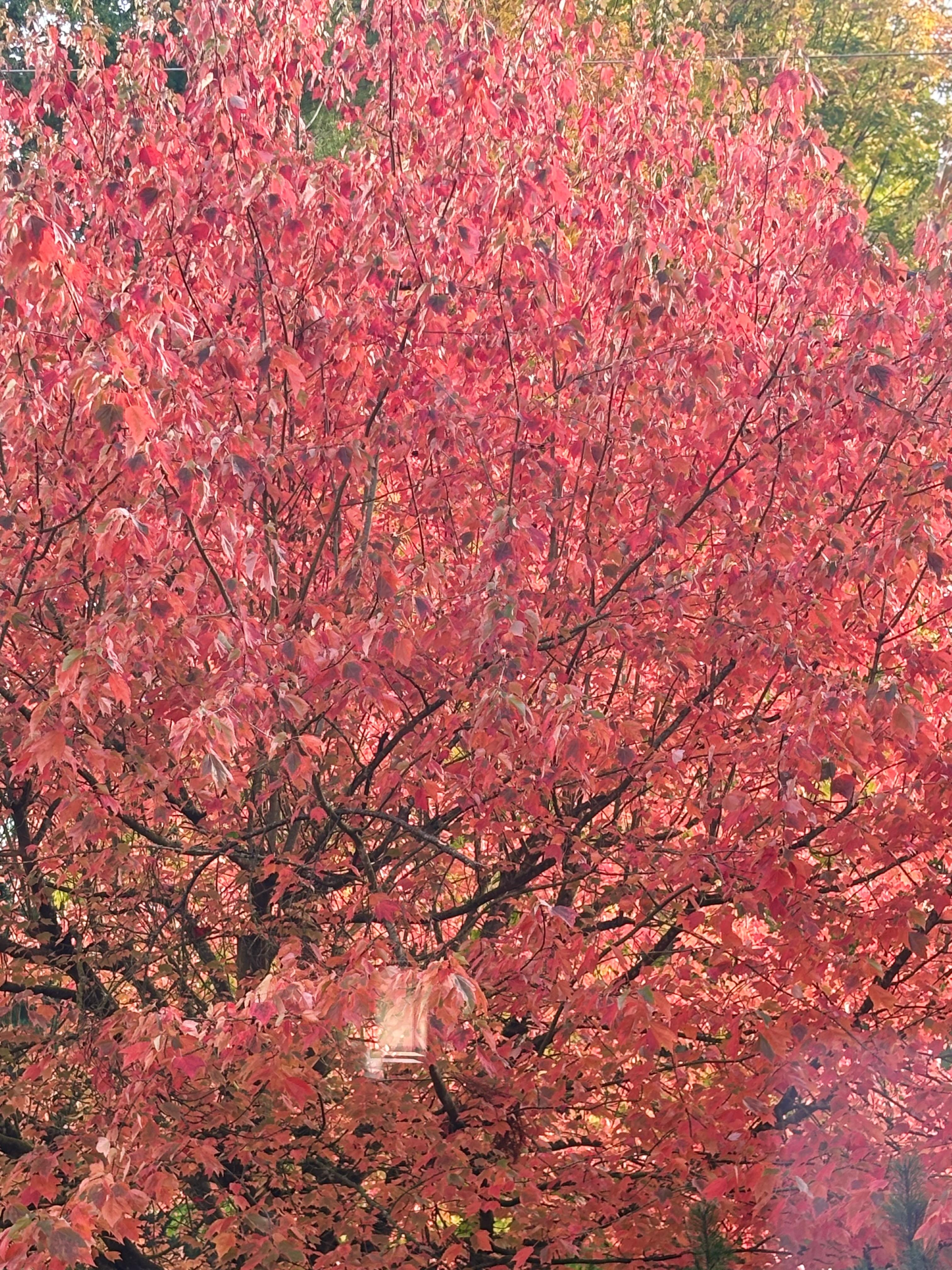 The tree outside my room   The fall colors were beautiful 