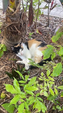 Patches, the resort kitty