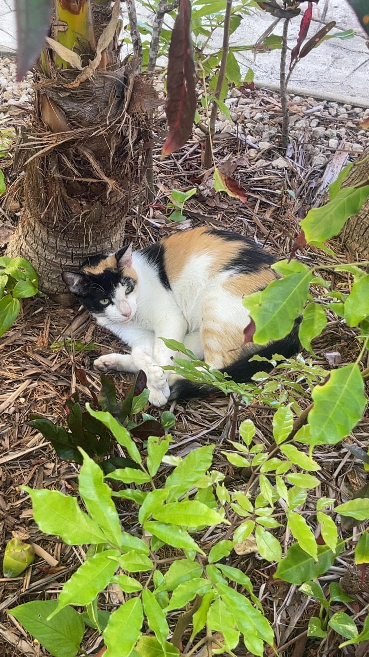 Patches, the resort kitty
