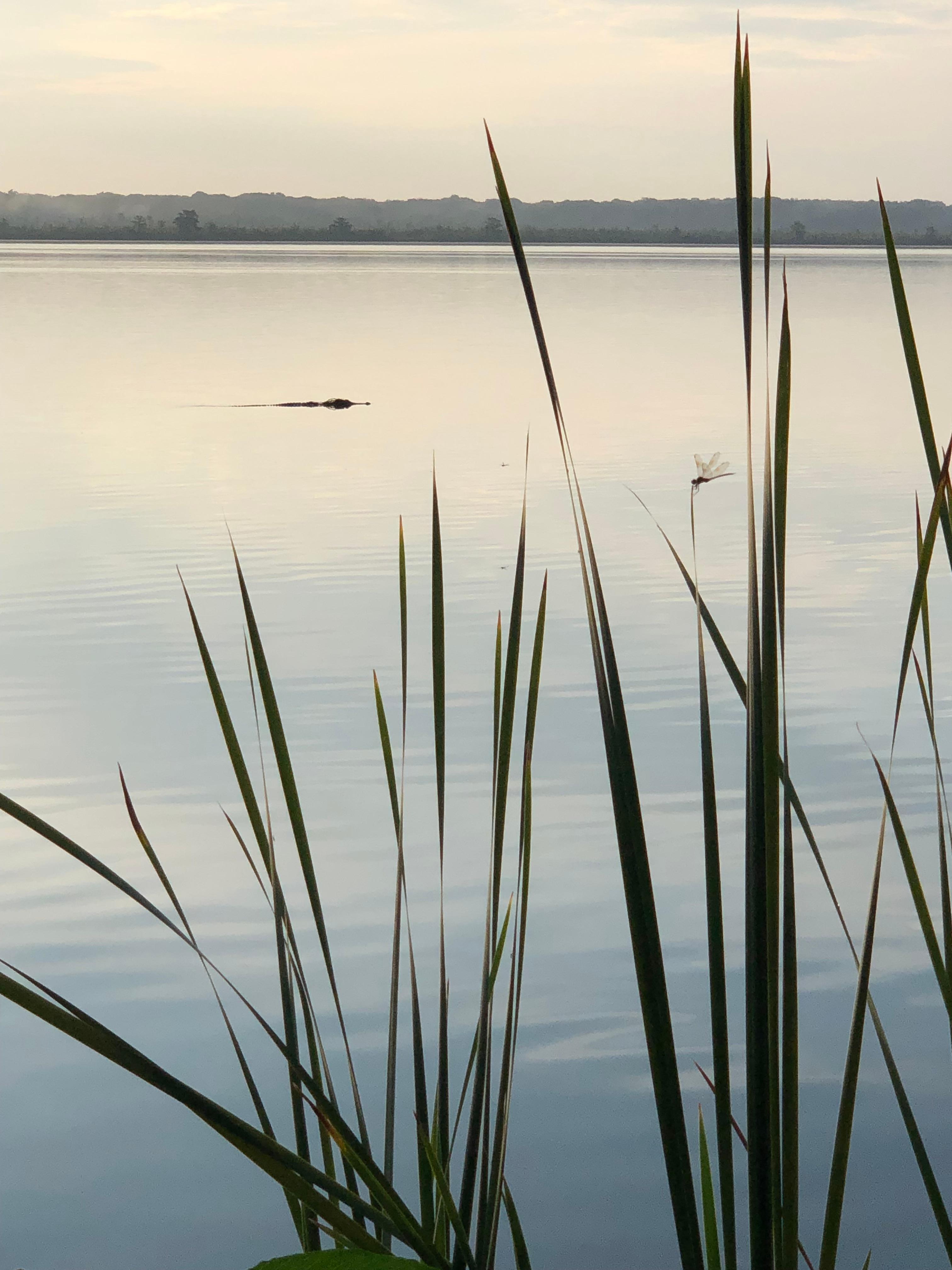 Huge gator