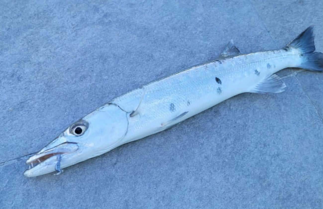 Barracuda