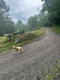 Buck guiding the way at the Helvetia historical trail! 