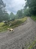 Buck guiding the way at the Helvetia historical trail!