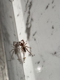 Multiple spiders and hornets found throughout house.